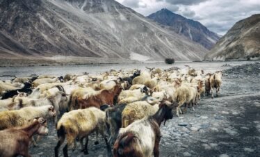 goats, plateau, highlands-2149677.jpg